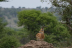 impala 8 8A1A2765