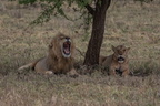 lion 48 8A1A2655