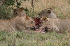 lion 68 8A1A2924