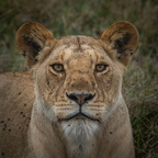 lion 87 8A1A3293