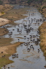 migration 2 8A1A0663