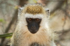 singe de vervet 6 8A1A0676