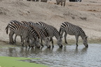 zebre 6 8A1A0163