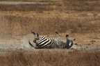 zebre 30 8A1A3718