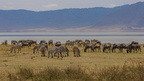 zebre 33 IMG 1275