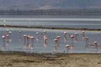 ZZFlamant rose 6 8A1A3735