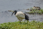 ZZIbis sacré 1 8A1A3764