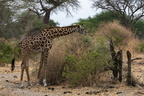 girafe rothschild 4 8A1A0407