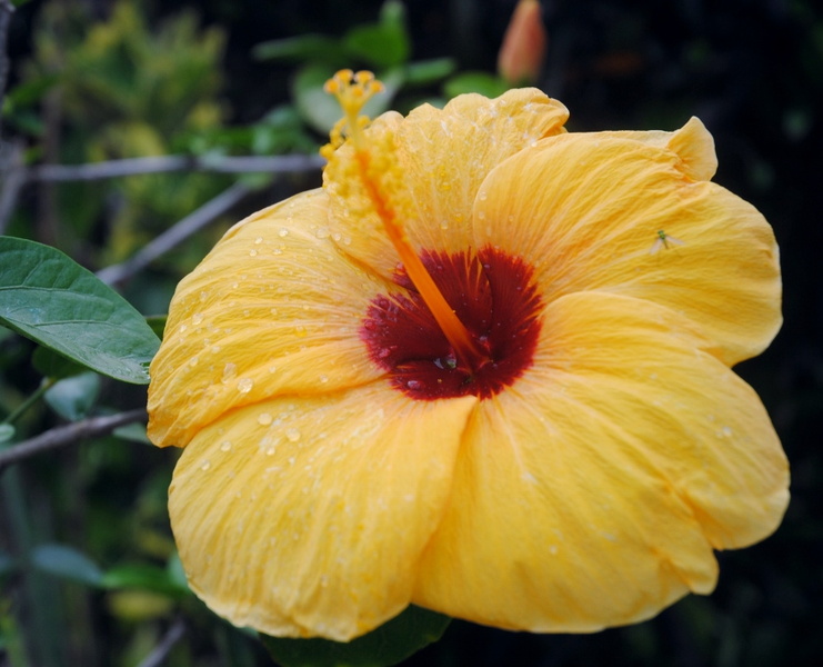 Hibiscus jaune.jpg