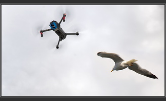 Un drone d'oiseau