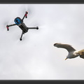 Un drone d'oiseau