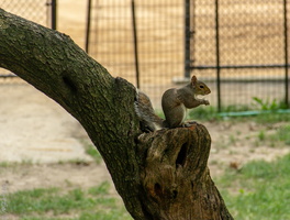 Ecureuil de Central Park