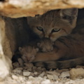 Chat des sables maman et ses bébés