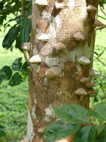 arbre aux esclaves Guadeloupe