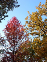 couleurs d\'automne