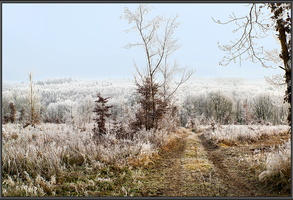 Paysage hivernal dans Les Vosges