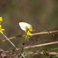 papillon blanc