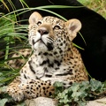 jeune jaguar 
