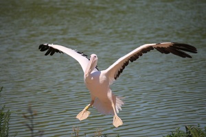 parc des oiseaux pelican