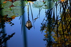 Reflets à Saint Leu la Forêt