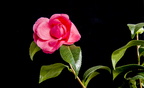 Camelia