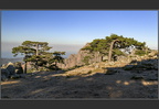 Corse, l'arbre en altitude