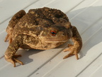le beau crapaud !