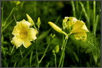 Oenothera glazioviana