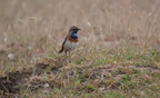 P1078652 (2)