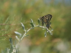 machaon