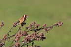 chardonneret élégant