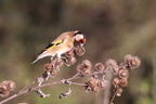 chardonneret élégant