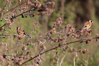 chardonnerets élégant