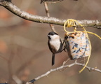 mésange nonette