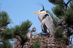 famille de hérons cendré