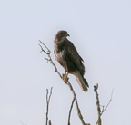 buse variable