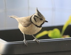 mésange huppée 