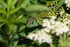 Le lézard vert du GR 34