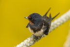 Qu'est-ce qu'elle a donc fait la p'tite hirondelle ?