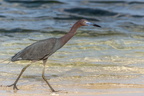 Aigrette bleue