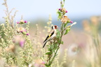 chardonneret élégant