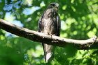 buse variable