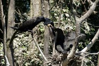 nourrissage cormorans