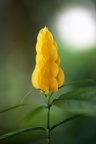 Golden Shrimp Plant