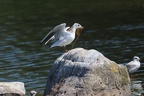 mouette rieuse