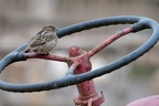 moineau domestique