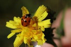 fleur et coccinelle