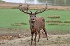 cerf parc sainte croix