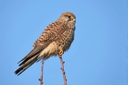 faucon crécerelle (f) 