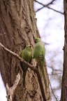 duo de perruches